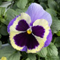 Majestic Giants Marina Shades Blotch Pansy Blooming 