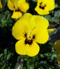 Majestic Giants Yellow Blotch Pansy close up