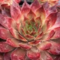 Butterscotch Baby™ Hens and Chicks Flowering