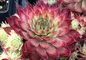 Butterscotch Baby Hens and Chicks with pointed leaves