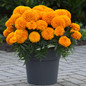  Marvel™ Orange African Marigold in a Garden Container 
