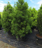 Yoshino Japanese Cedar landscape specimen tree