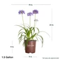 Ever Sapphire Agapanthus Dimensions