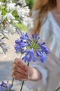 Ever Sapphire Agapanthus blue flower cluster