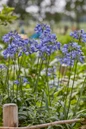 Ever Sapphire Agapanthus garden flowers
