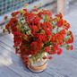 Desert Eve Yarrow Collection Red Flowers and Foliage in a Table Planter