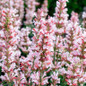 agastache pink pearl full of bloom