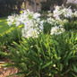 Ever White Agapanthus in the Garden