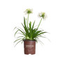 Ever White Agapanthus in Southern Living Pot