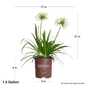 Ever White Agapanthus Dimensions
