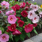 Hardy Hibiscus Collection Blooming in the Garden