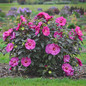 Hardy Hibiscus Collection Pink Flowers Growing in the Landscaping