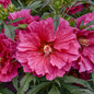 Giant Hibiscus Duo Flower and Leaves