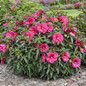 Giant Hibiscus Duo Shrub Covered in Flowers