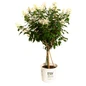 Quick Fire® Hydrangea Tree in branded pot