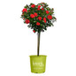Knock Out® Double Red Rose - Tree Form in knock out rose pot
