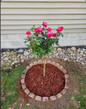 Knock Out® Double Red Rose - Tree Form Newly Planted With Mulch
