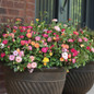 The Bloom Maker Mini Rose Collection in Patio Pot