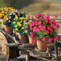 The Bloom Maker Mini Rose Collection Patio Pots
