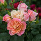 Sunblaze Peach Rose Blooming