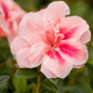 Autumn Belle Encore Azalea Flowers Close Up Main