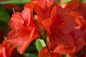 Autumn Bravo Encore Azalea Flower Close Up