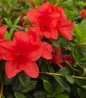 Autumn Bravo Azalea blazing red blooms
