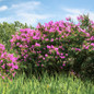 Plant Enduring Lavender Crape Myrtle Flowering