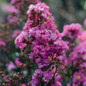 Plant Enduring Lavender Crape Myrtle Close-up Flowers
