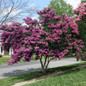 Plant Enduring Lavender Crape Myrtle in the Landscaping