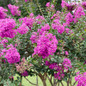 Plant Enduring Lavender Crape Myrtle Flowers and Foliage