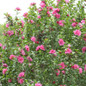 Raspberry Smoothie Hibiscus Tree Flowering