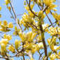 Yellow Bird Magnolia Tree stems and branch with flowers