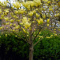 Yellow Bird Magnolia Tree in the Garden