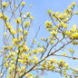 Yellow Bird Magnolia Tree Branch with Flowers