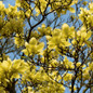 Yellow Bird Magnolia Tree Blooming