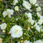 Dwarf White Camellia Covered in Flowers