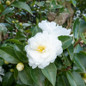 Dwarf White Camellia Flowers and Foliage