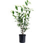 Green Tea Camellia in black pot