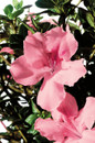 Autumn Debutante Encore Azalea