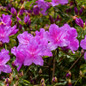 Autumn Lilac Encore Azalea flowers and foliage