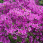 Large Autumn Lilac Encore Azalea growing