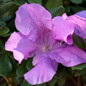 Autumn Lilac Encore Azalea Flower Close Up Main