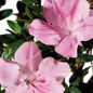 Autumn Sweetheart Encore Azalea Flowers Close Up Main