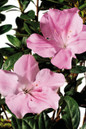 Autumn Sweetheart Encore Azalea Shrub Blooming