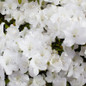 Girard's Pleasant White Evergreen Azalea flowering