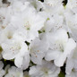 Girard's Pleasant White Evergreen Azalea blooming