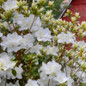 Girard's Pleasant White Evergreen Azalea stems with flowers and leaves
