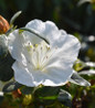 Girard's Pleasant White Azalea bright white blossom