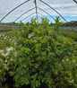 Girard's Pleasant White Azalea compact growth habit